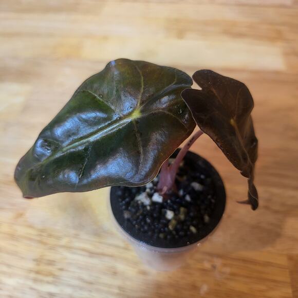 Alocasia Amazonica 'Polly' Elephant Ear Plant - Picture 12 of 12